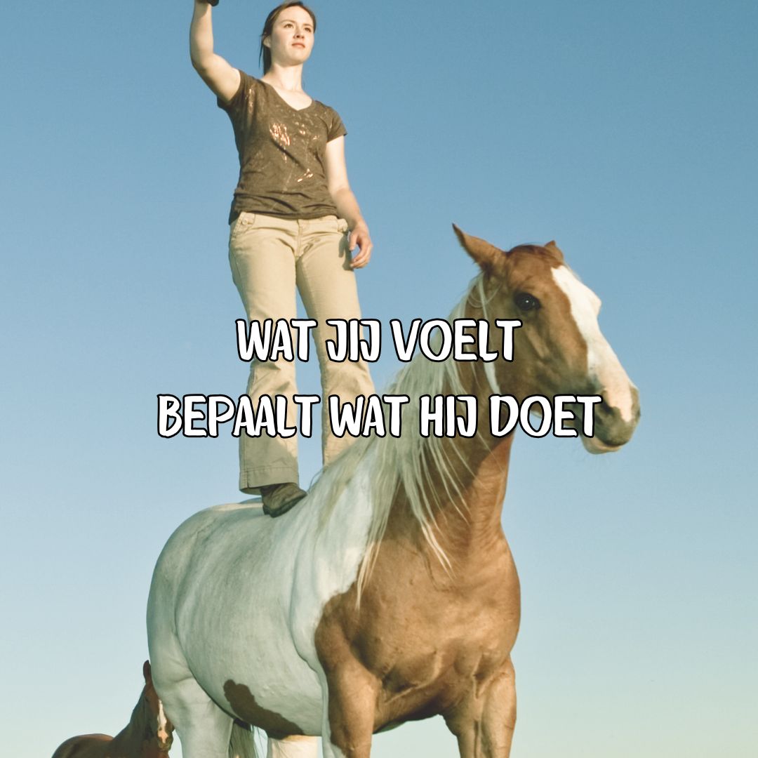 Je paard voelt wat jij voelt, altijd.